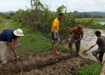Hadapi Cuaca Ekstrim, Petani Darussalam Aceh Besar Mulai Tanam Akhir Januari