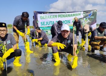 BBPOM Aceh Tanam 3.000 Mangrove di Pesisir Aceh Besar