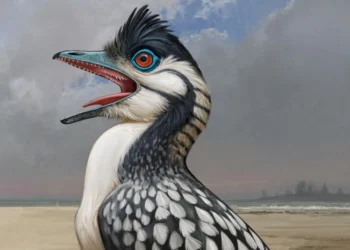 Ⓒ Hak cipta foto di atas dikembalikan sesungguhnya kepada pemilik foto