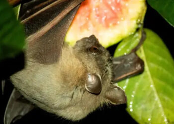 Cegah Virus Nipah dengan Tingkat Kematian 75%, Menkes Ingatkan Warga Jangan Makan Buah Terbuka