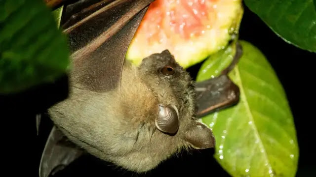 Cegah Virus Nipah dengan Tingkat Kematian 75%, Menkes Ingatkan Warga Jangan Makan Buah Terbuka