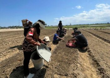 Mahasiswa UBBG Kembangkan Mini Garden Pascabanjir di Pidie, Warga Targetkan Panen Sayur Sebelum Idul Fitri