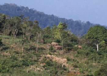 Petani Tewas Diserang Gajah, Negara Dinilai Gagal Redam Konflik Manusia-Satwa di Aceh ‎