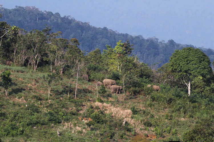 Petani Tewas Diserang Gajah, Negara Dinilai Gagal Redam Konflik Manusia-Satwa di Aceh 
