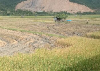 Warga Dukung Program Bupati, Petani Aceh Besar Targetkan Panen Dua Kali Setahun