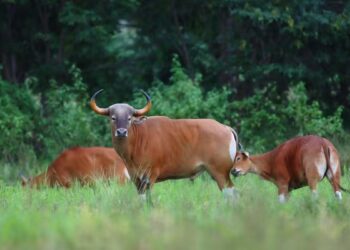 Punya Kemiripan Gen, Bisakah Sapi Bali Menyelamatkan Banteng yang Terancam Punah?