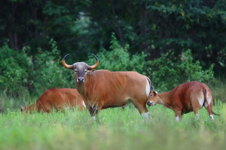 Punya Kemiripan Gen, Bisakah Sapi Bali Menyelamatkan Banteng yang Terancam Punah?