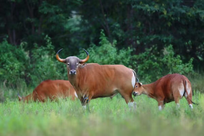 Punya Kemiripan Gen, Bisakah Sapi Bali Menyelamatkan Banteng yang Terancam Punah?