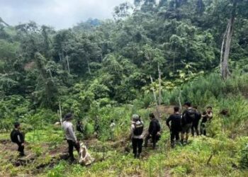 Polisi Kejar 4 DPO usai Bongkar Ladang Ganja 20 Hektare di Empat Lawang