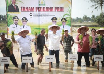 Sekda Aceh Pimpin Tanam Padi Perdana Pascabencana, Pemulihan Pertanian Jadi Prioritas