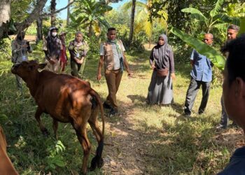 Cegah PMK, Dinas Pertanian Aceh Besar Vaksinasi 50 Ekor Sapi di Ingin Jaya