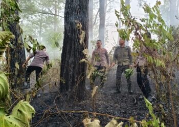 Brimob Polda Aceh Tangani Kebakaran Hutan di Lembah Seulawah, Puluhan Personel Dikerahkan