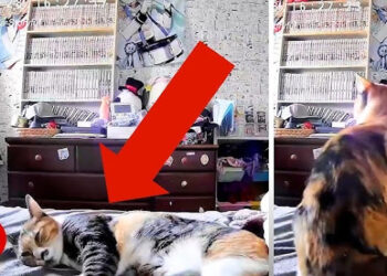 Viral Kucing Berhasil Deteksi Gempa Jepang Sesaat Sebelum Terjadi