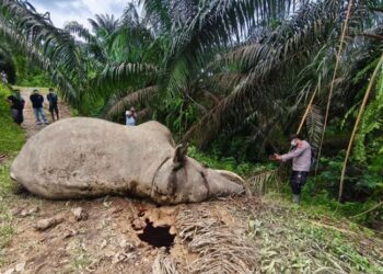 Dua Gajah Sumatera Mati Beruntun di Aceh, BKSDA Didesak Evaluasi Menyeluruh