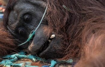 Sampurna, Orangutan yang Viral Lemas Terdampak Asap Karhutla Akhirnya Mati