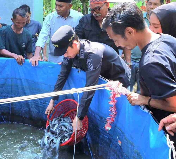 Panen Perdana Lele, Bupati Aceh Barat Dorong Disabilitas Mandiri