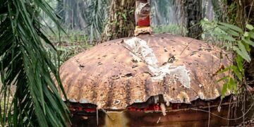 Geger! Puing Diduga UFO Jatuh di Perkebunan Sawit Kalimantan