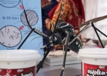 Ditolak di Bali, 4.100 Telur Nyamuk Wolbachia Bakal Disebar Kemenkes di Jakarta