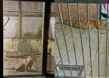 Harimau yang Dipelihara di Rumah Menerkam ART, 3 Tahun Korban Kerja Tak Digaji, Majikan Beri Ancaman