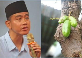 Arti Belimbing Sayur yang Viral di Media Sosial, Jadi Julukan untuk Cawapres Gibran