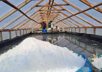 Kepala Dinas Kelautan dan Perikanan (DKP) Kabupaten Aceh Utara Syarifuddin, didampingi Camat Kecamatan Lapang Zulfikar, beserta Plt Kepala Bidang Perikanan Tangkap Mukhlis, penyuluh perikanan, tim dinas dan koperasi Cot Meunarek memantau rumah tunnel garam di Gampong Matang Tunong, Kecamatan Lapang, Aceh Utara, Kamis (18/4/2024). FOTO/HAI/Azhari. Ⓒ Hak cipta foto di atas dikembalikan sesungguhnya kepada pemilik foto