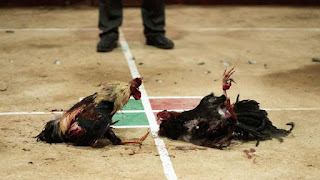 Kapolsek, Kasat Intel dan Kasat Reskrim Dicopot Gegara Terlibat Judi Sabung Ayam