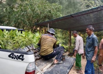 Aceh Besar Terima 1000 Bibit Tanaman untuk Penghijauan