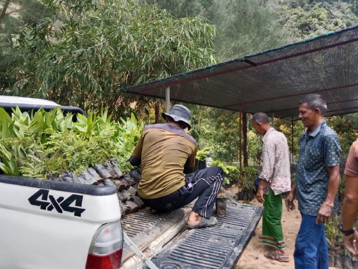 Aceh Besar Terima 1000 Bibit Tanaman untuk Penghijauan