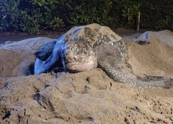 Pantai peneluran Penyu Belimbing di Fena Leisela, Pulau Buru kini telah dijaga oleh Kelompok Masyarakat Pengawas agar tidak ada telur yang dicuri