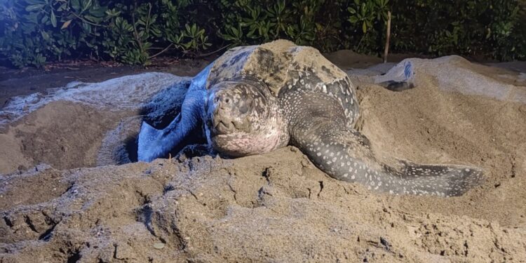 Ⓒ Hak cipta foto di atas dikembalikan sesungguhnya kepada pemilik foto