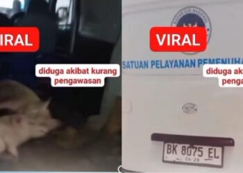 Nanik S Deyang Polisikan Pemilik Mobil Berlabel 'BGN' yang Angkut Babi