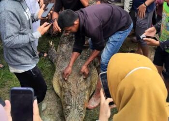 Warga Simeulue Tewas Diterkam Buaya, FJL Aceh Desak Pemerintah Serius Tangani Konflik Satwa