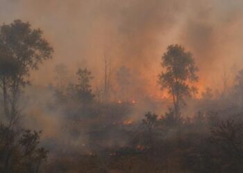 El Nino Bertahan hingga 2027, BMKG Ungkap 7 Wilayah Paling Rawan Karhutla